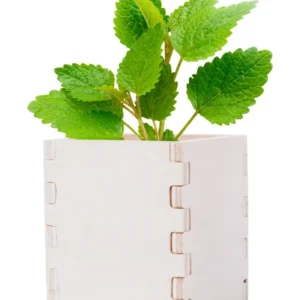 Set cultivare mentă | AP721179